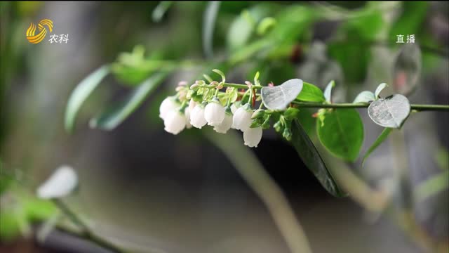 鱼台： 蓝莓花缀满枝头