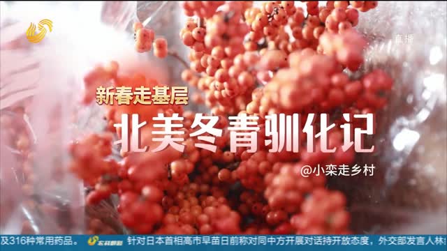 【新春走基层】北美冬青驯化记