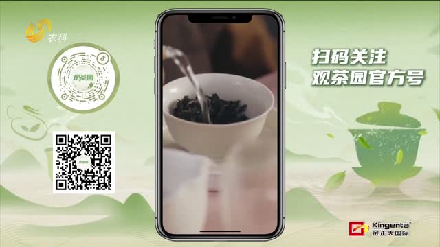 【观茶园】年货好茶清单：“马上有福”大红袍