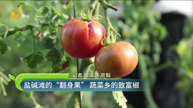 盐碱滩的“翻身果” 蔬菜乡的致富椒