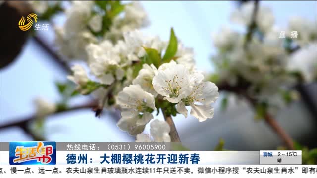 德州：大棚樱桃花开迎新春