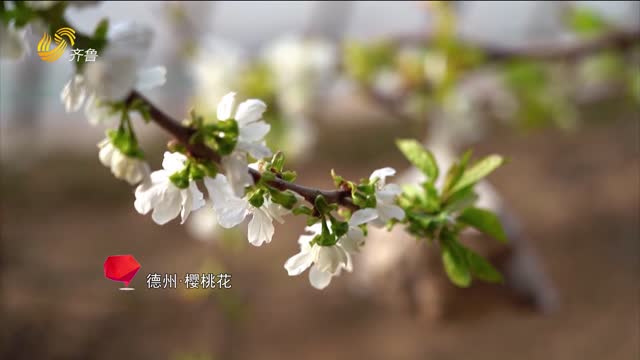 姹紫嫣红年宵花