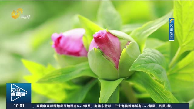 【新春走基层】守候一场花开