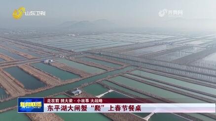 东平湖大闸蟹“爬”上春节餐桌【走在前 挑大梁·小故事 大战略】