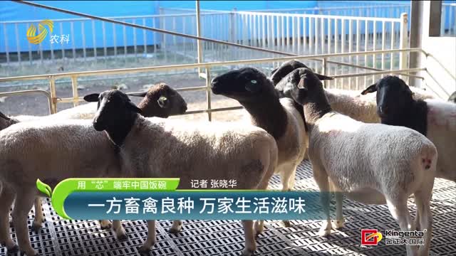 【用“芯”端牢中國飯碗】一方畜禽良種 萬家生活滋味