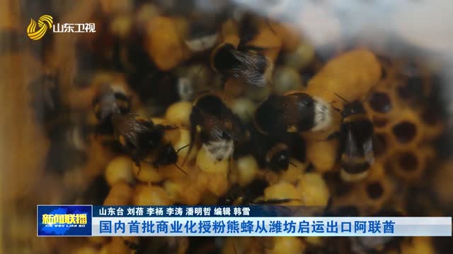 国内首批商业化授粉熊蜂从潍坊启运出口阿联酋【市县动态】