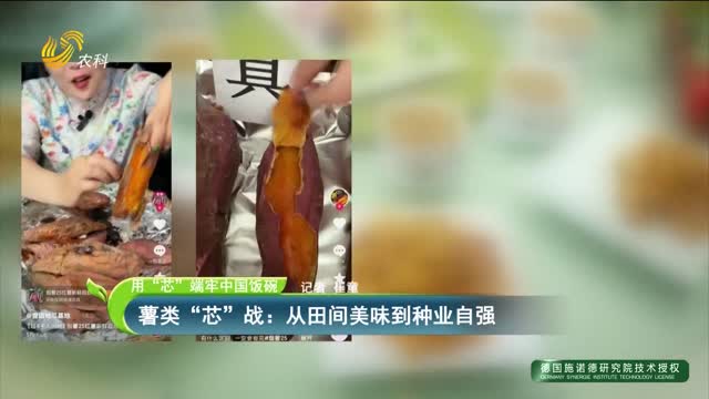 【用“芯”端牢中國飯碗】薯類“芯”戰：從田間美味到種業自強