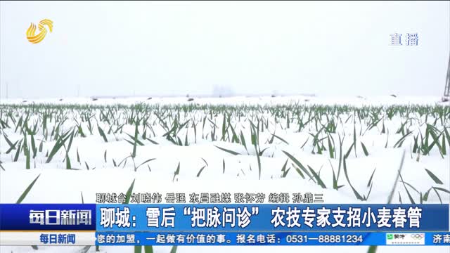 聊城：雪后“把脉问诊” 农技专家支招小麦春管