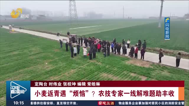 小麦返青遇“烦恼”？农技专家一线解难题助丰收