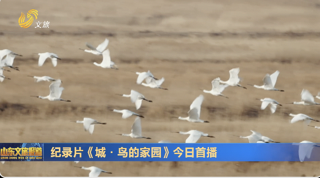 纪录片《城·鸟的家园》今日首播