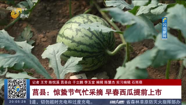 莒县：惊蛰节气忙采摘 早春西瓜提前上市