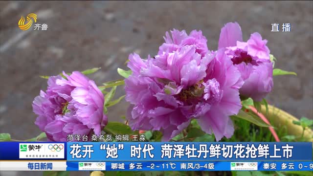 花开“她”时代 菏泽牡丹鲜切花抢鲜上市