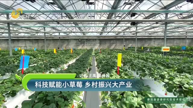 科技赋能小草莓 乡村振兴大产业