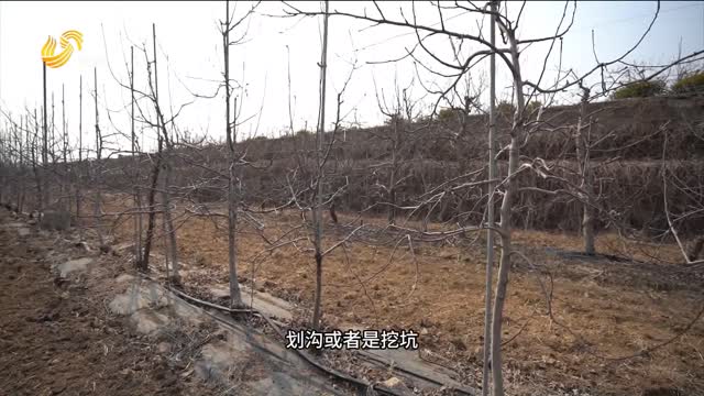 春季果园如何追肥？