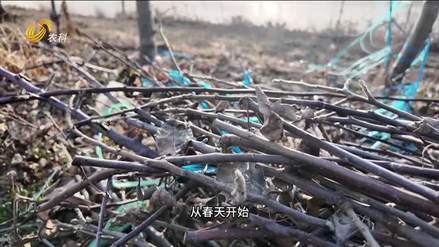 春剪清园正当时 打好病虫害防治第一仗