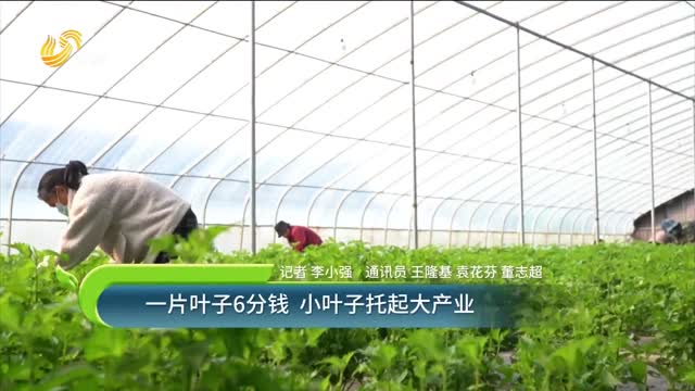 一片叶子6分钱 小叶子托起大产业