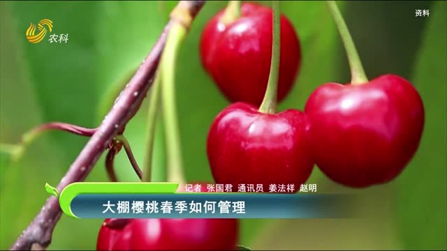 大棚樱桃春季如何管理