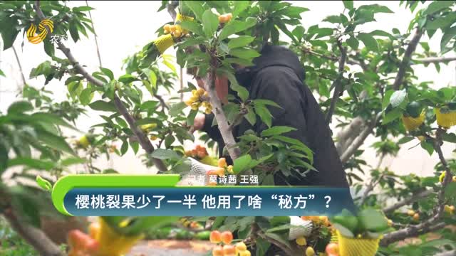 樱桃裂果少了一半 他用了啥“秘方”？