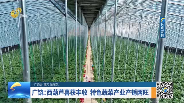 广饶：西葫芦喜获丰收 特色蔬菜产业产销两旺