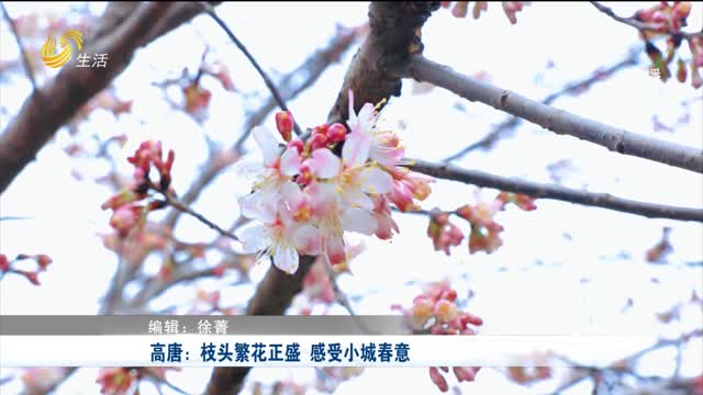 高唐：枝头繁花正盛 感受小城春意