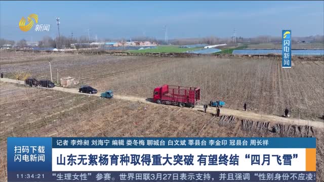 山东无絮杨育种取得重大突破 有望终结“四月飞雪”