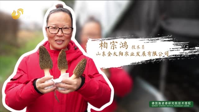 【羊肚菌产业榜样人物】牵手金太阳 重茬羊肚菌夺高产