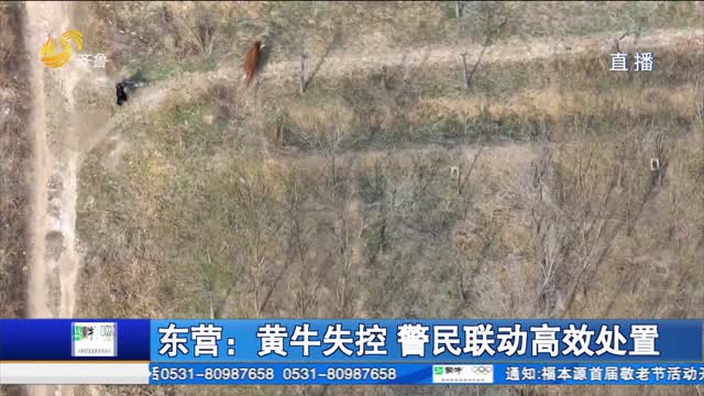 东营：黄牛失控 警民联动高效处置