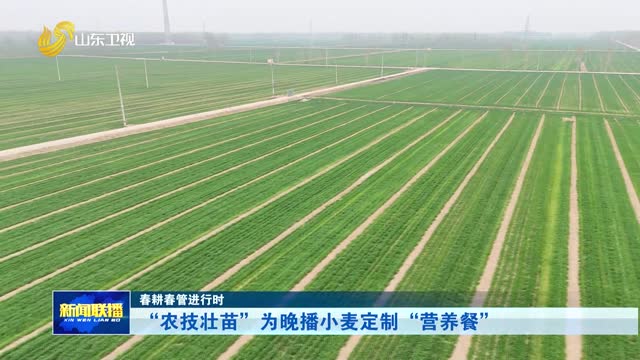“农技壮苗”为晚播小麦定制“营养餐”【春耕春管进行时】