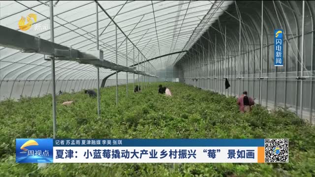 夏津：小蓝莓撬动大产业 乡村振兴“莓”景如画