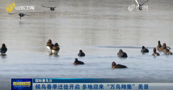 候鸟春季迁徙开启 多地迎来“万鸟翔集”美景【国际爱鸟日】