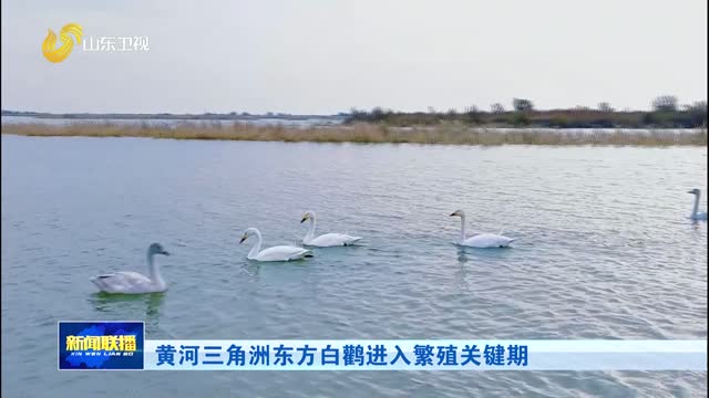 黄河三角洲东方白鹳进入繁殖关键期