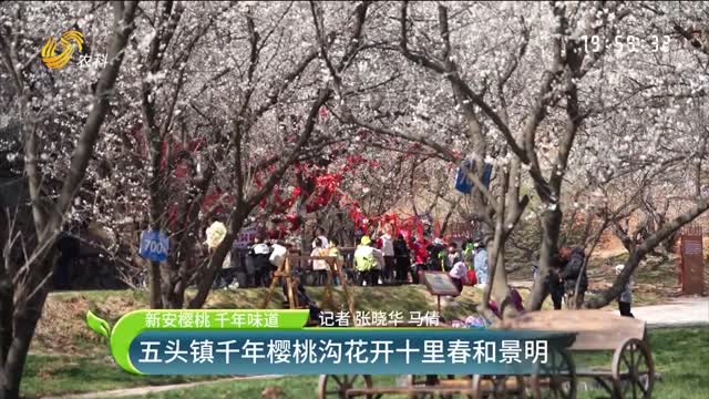【新安樱桃 千年味道】五头镇千年樱桃沟花开十里春和景明