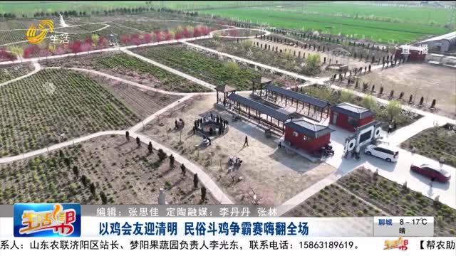 以雞會友迎清明 民俗斗雞爭霸賽嗨翻全場