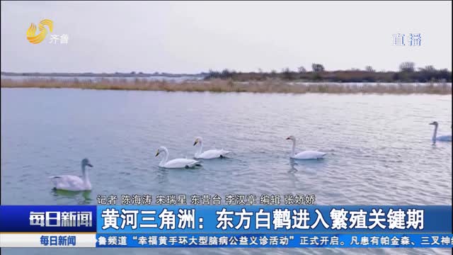 黄河三角洲：东方白鹳进入繁殖关键期
