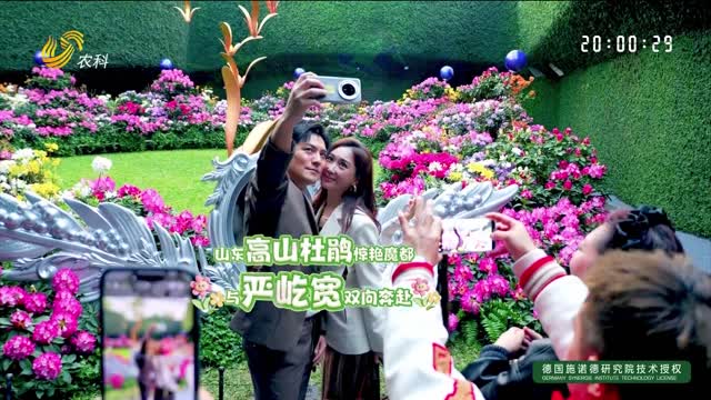 山东高山杜鹃惊艳“魔都” 与严屹宽双向奔赴