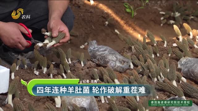四年连种羊肚菌 轮作破解重茬难