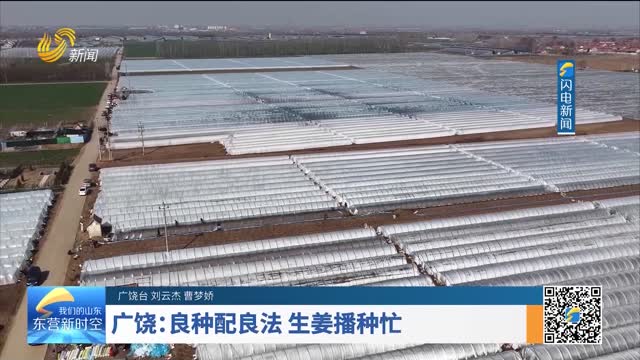 广饶：良种配良法 生姜播种忙