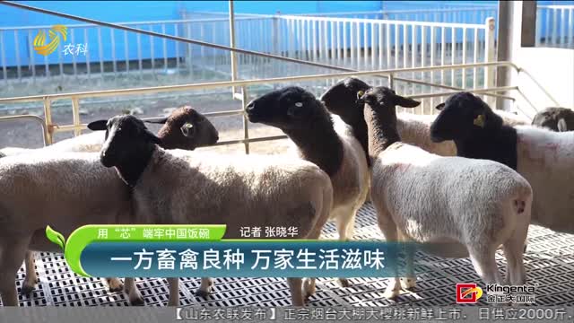 【用“芯”端牢中国饭碗】一方畜禽良种 万家生活滋味