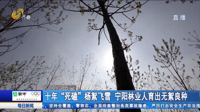 十年“死磕”杨絮飞雪 宁阳林业人育出无絮良种