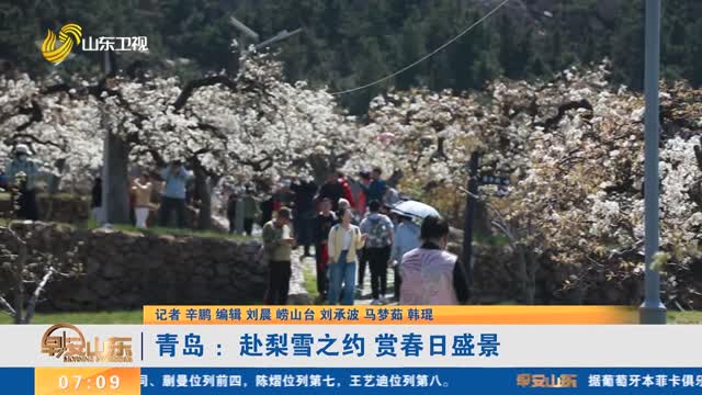 青岛 ：赴梨雪之约 赏春日盛景