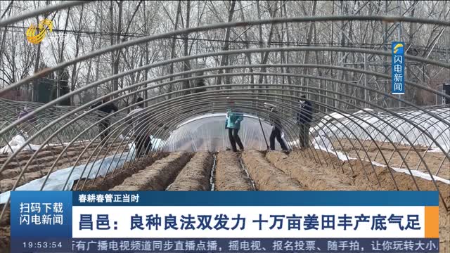【春耕春管正当时】昌邑：良种良法双发力 十万亩姜田丰产底气足