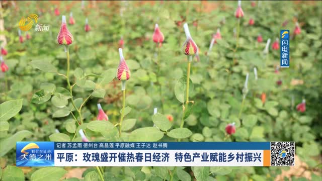 平原：玫瑰盛开催热春日经济 特色产业赋能乡村振兴