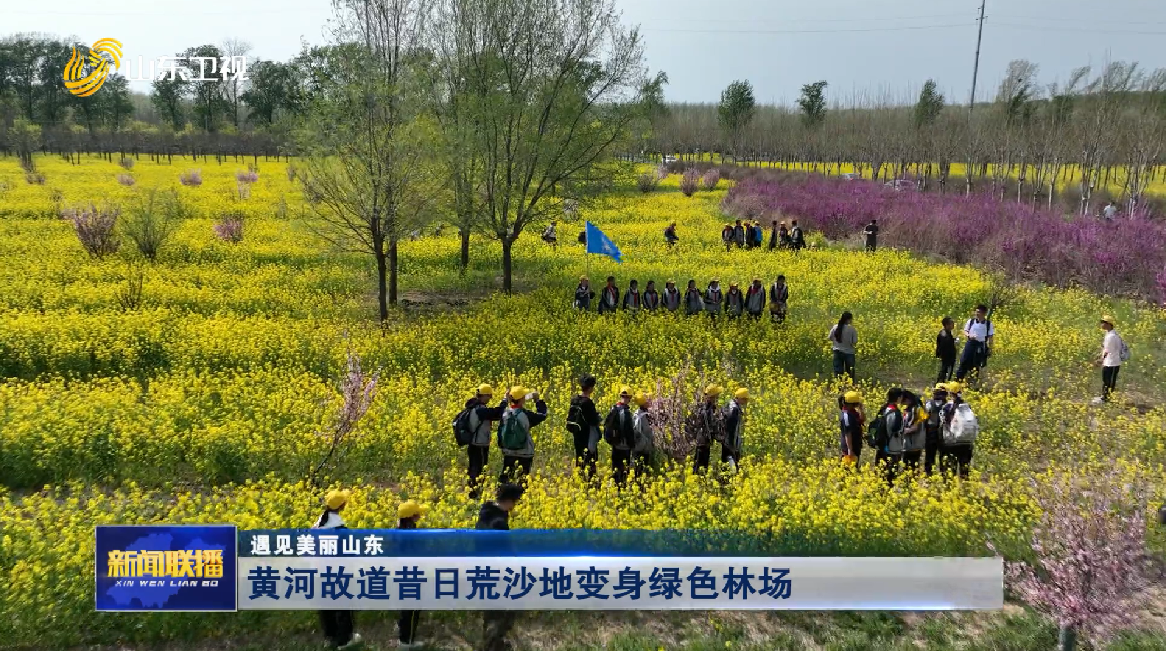 黄河故道昔日荒沙地变身绿色林场【遇见美丽山东】