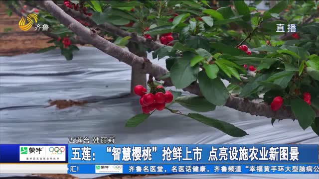 五蓮：“智慧櫻桃”搶鮮上市 點亮設施農業新圖景