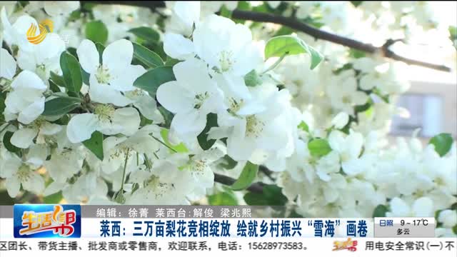 莱西：三万亩梨花竞相绽放 绘就乡村振兴“雪海”画卷