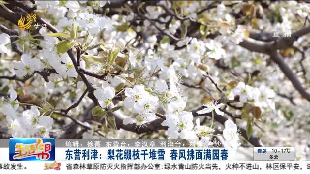 东营利津：梨花缀枝千堆雪 春风拂面满园春