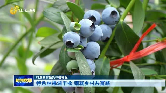 特色林果迎丰收 铺就乡村共富路【打造乡村振兴齐鲁样板】