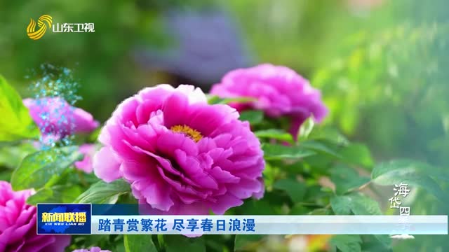 踏青赏繁花 尽享春日浪漫【海岱四季】