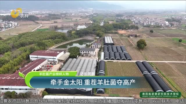 【羊肚菌產業榜樣人物】牽手金太陽 重茬羊肚菌奪高產