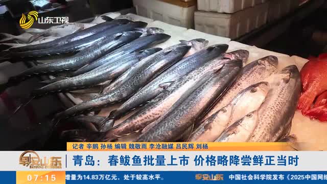 青岛：春鲅鱼批量上市 价格略降尝鲜正当时